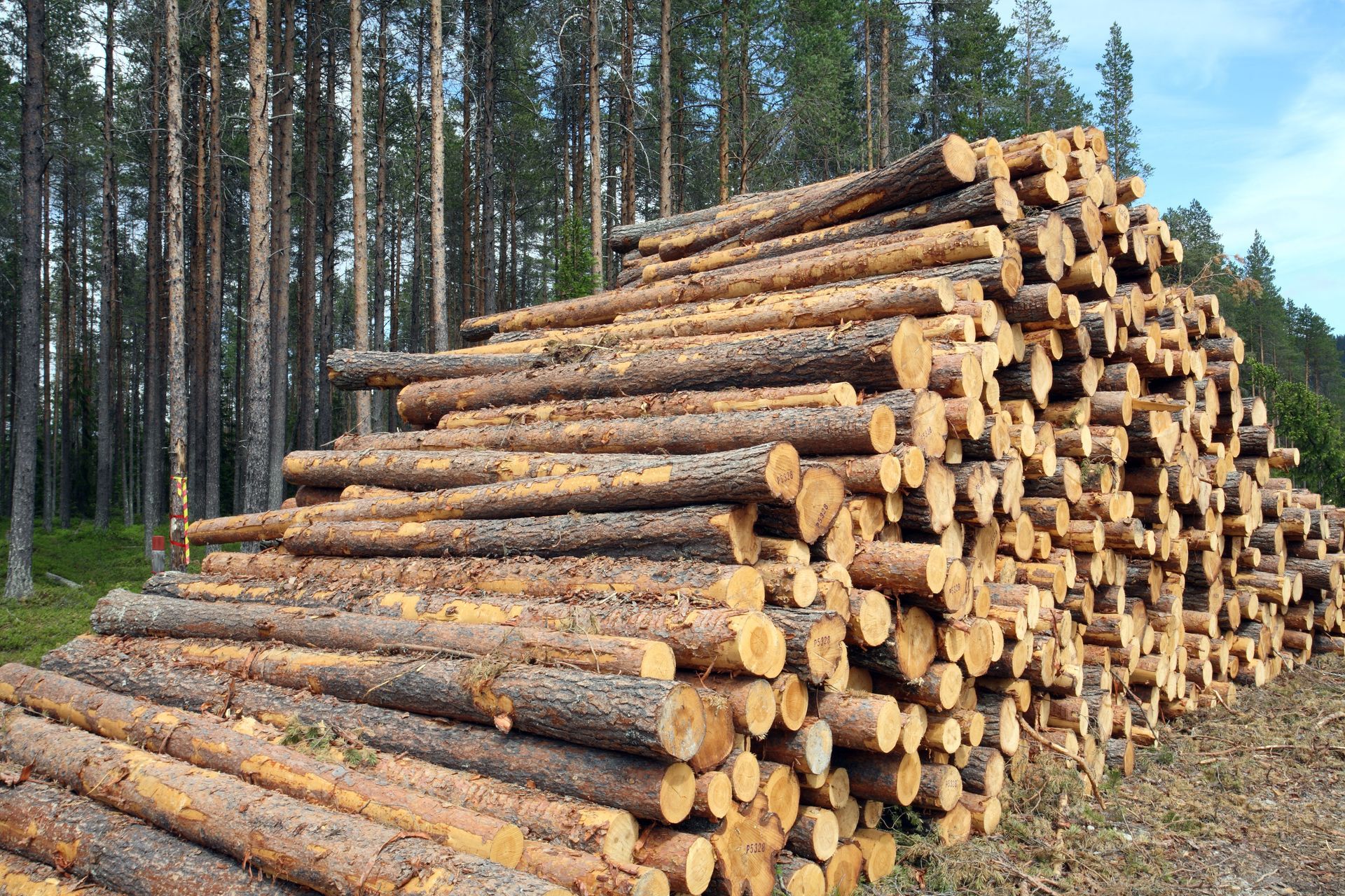timber appraisals