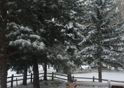 A snowy forest with trees covered in snow and a wooden fence in the foreground.