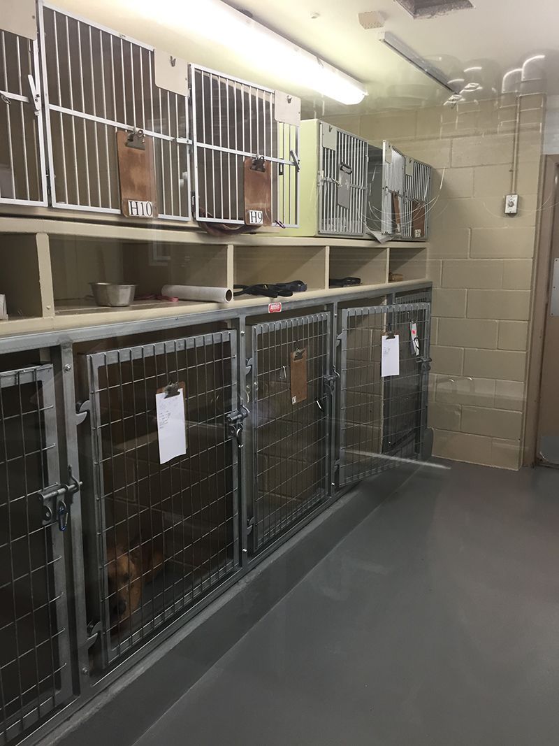 A room filled with lots of cages and shelves.