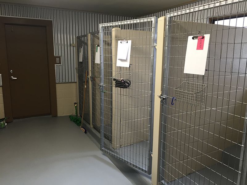 A room with a row of dog kennels and a door.
