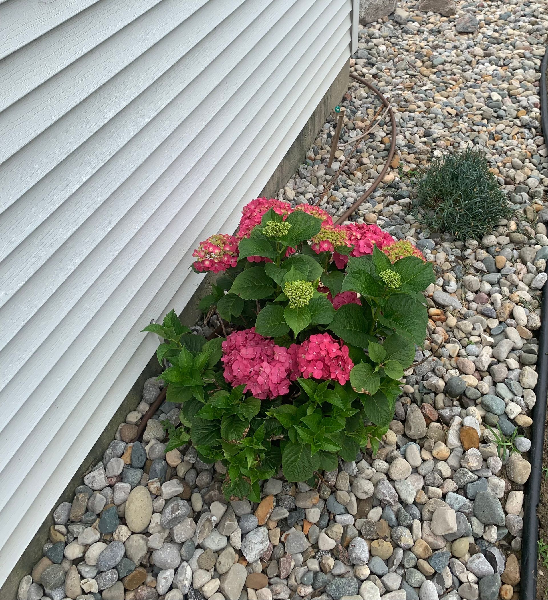 A pink hydrangea bush grows next to a white vinyl-sided house, surrounded by a bed of small grey and tan landscape rocks.