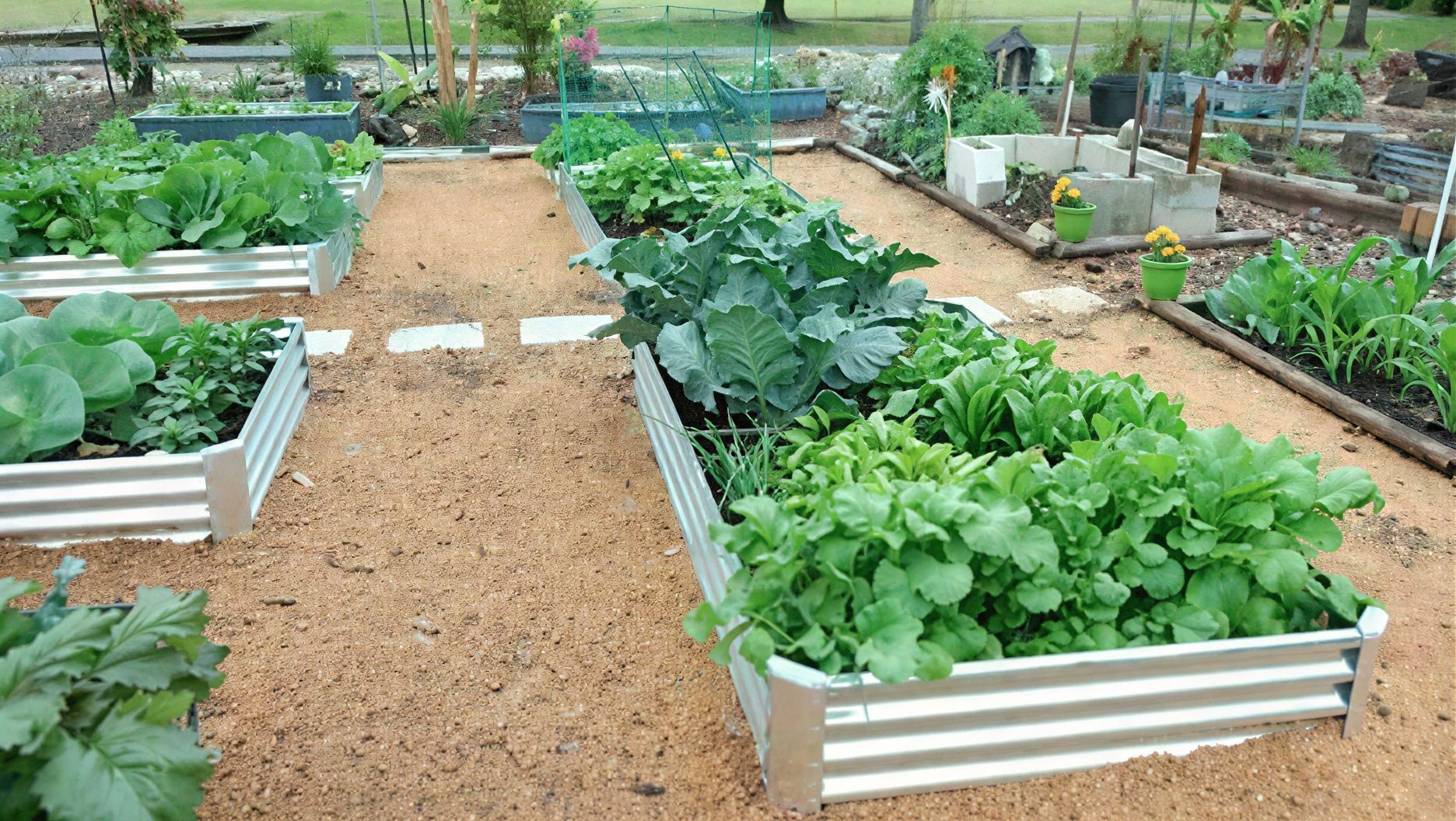 Vegetable garden with several raised corrugated metal beds filled with leafy greens, set in a wood-mulched area.