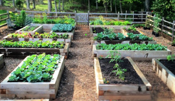 Raised wooden garden beds filled with various green plants and soil, arranged in rows with a woodchip path in between.