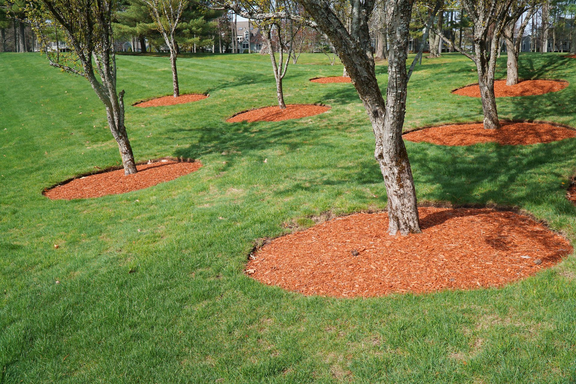 A park scene with several tree trunks surrounded by circular patches of red mulch on a green grass lawn.