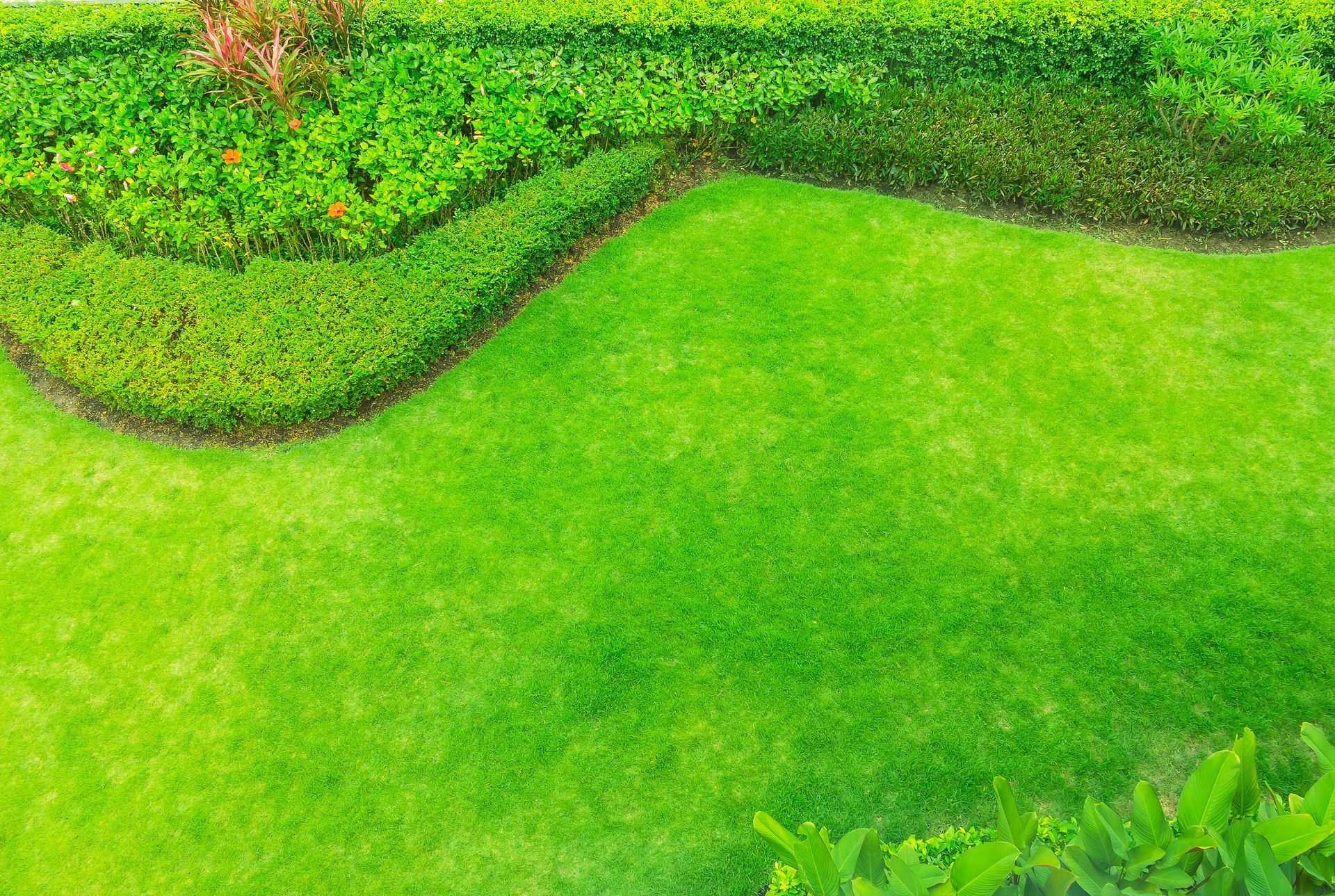 A high-angle view of a vibrant green lawn bordered by a neatly trimmed, curved hedge.