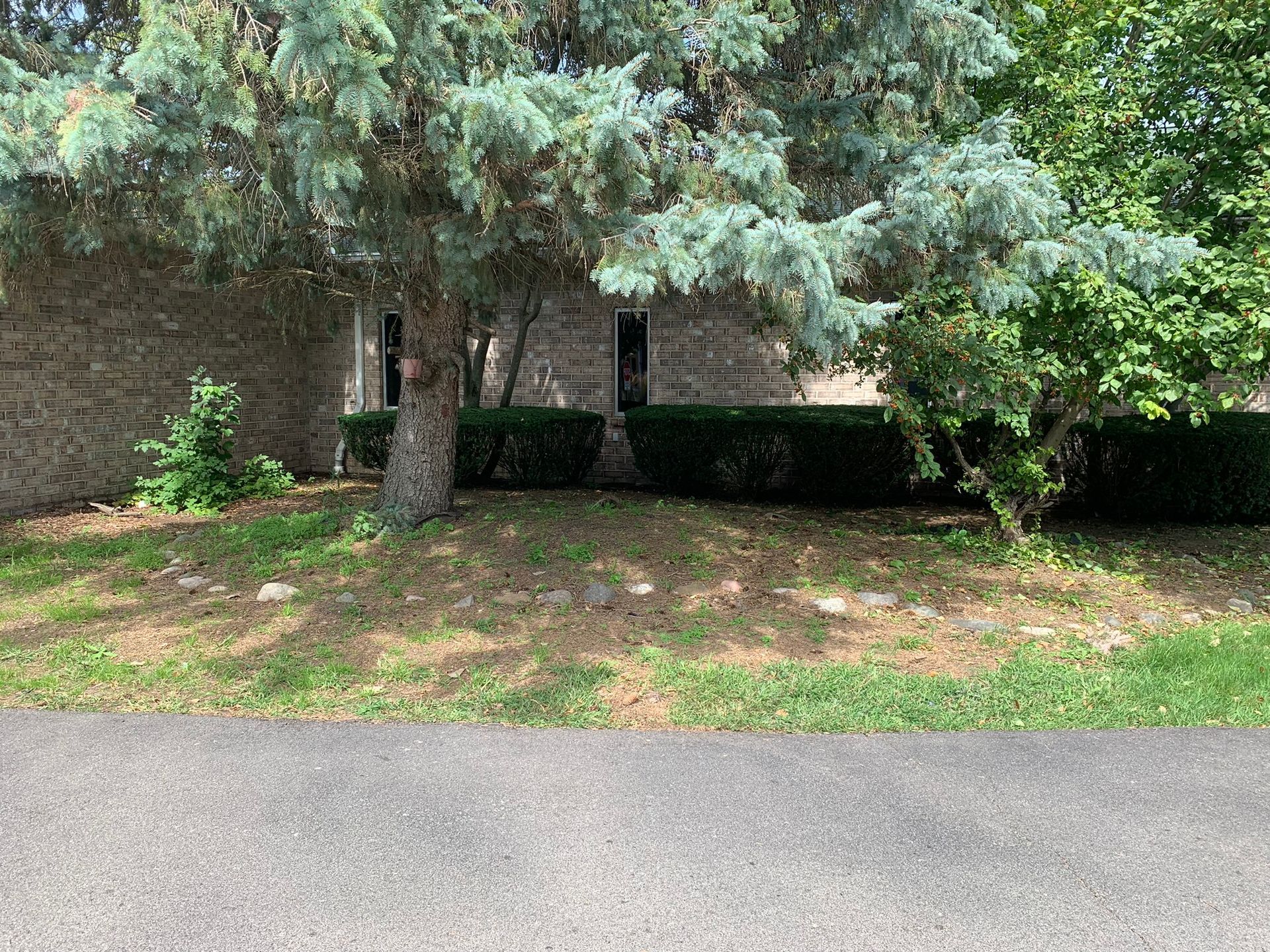 A brick house partially obscured by a large blue spruce tree, with manicured hedges and grass in the foreground.