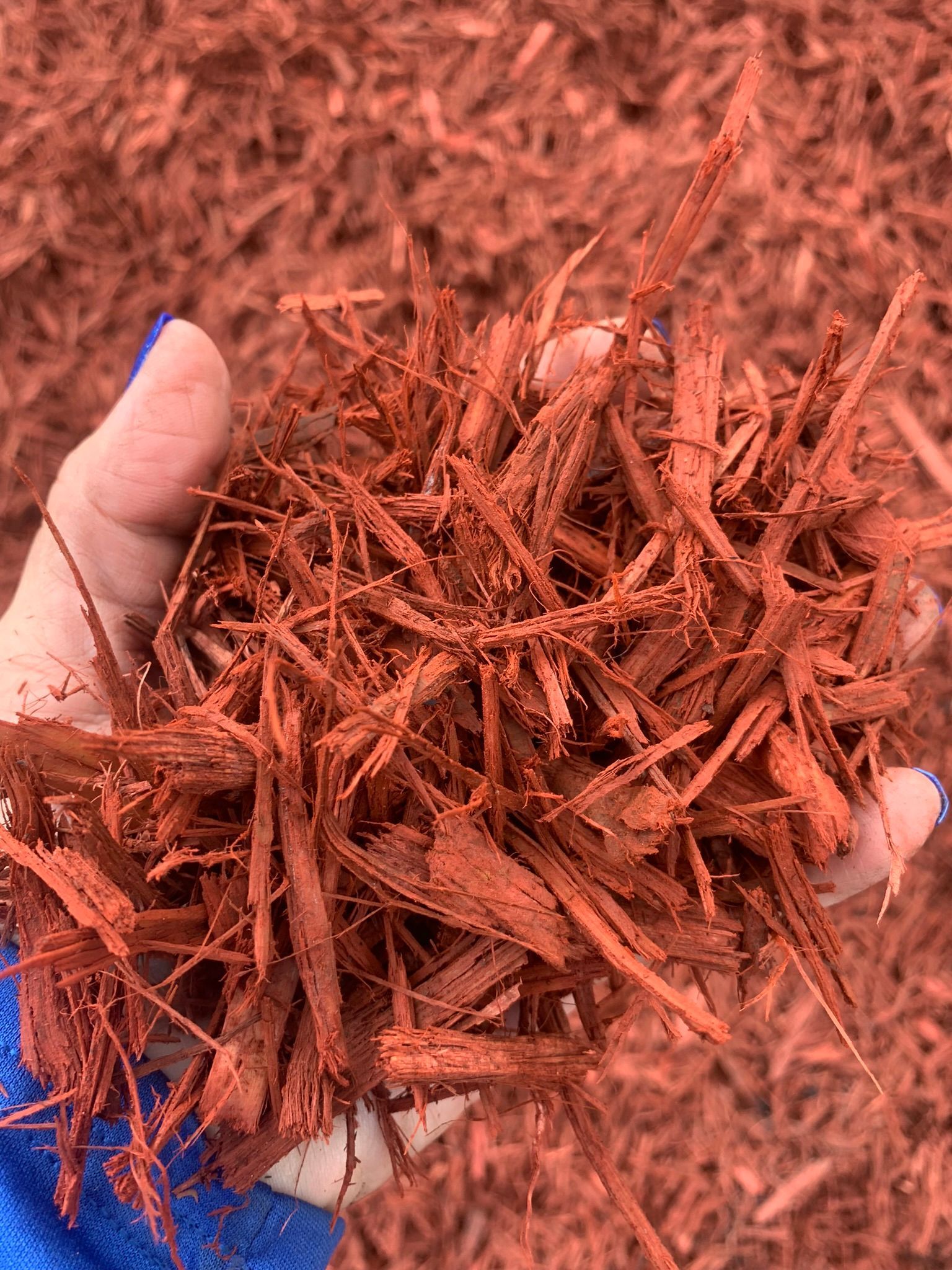 A person’s hand holds a pile of vibrant, shredded red wood mulch against a matching background.