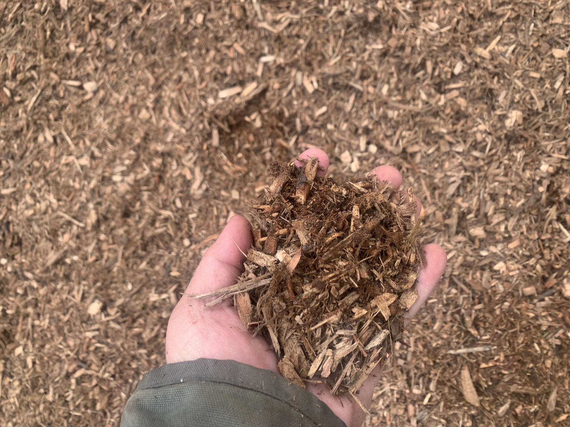 A hand holding a scoop of brown wood mulch against a background of the same material.