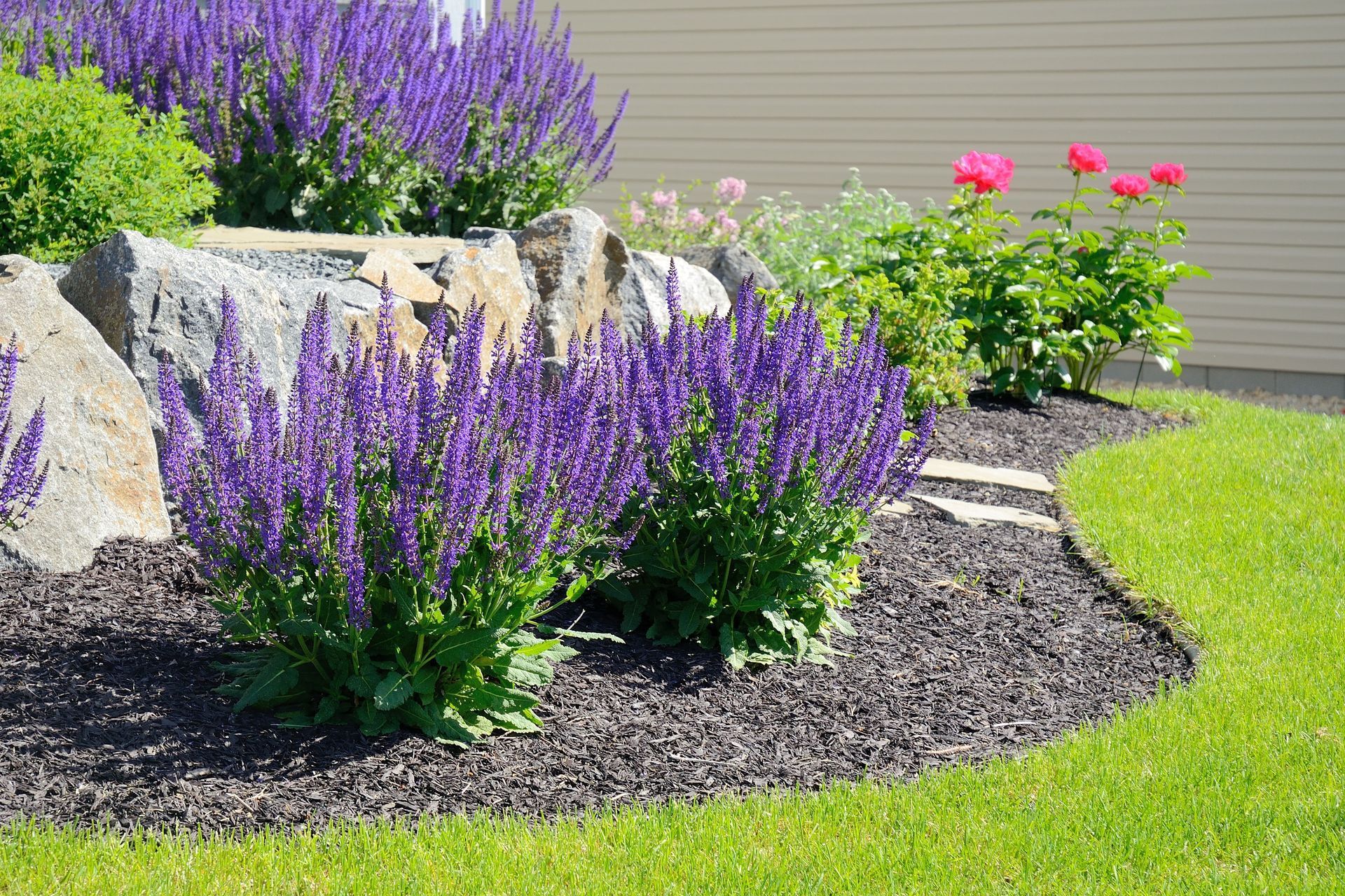 Vibrant purple salvia flowers grow in a mulched garden bed alongside large decorative rocks and pink blooms.