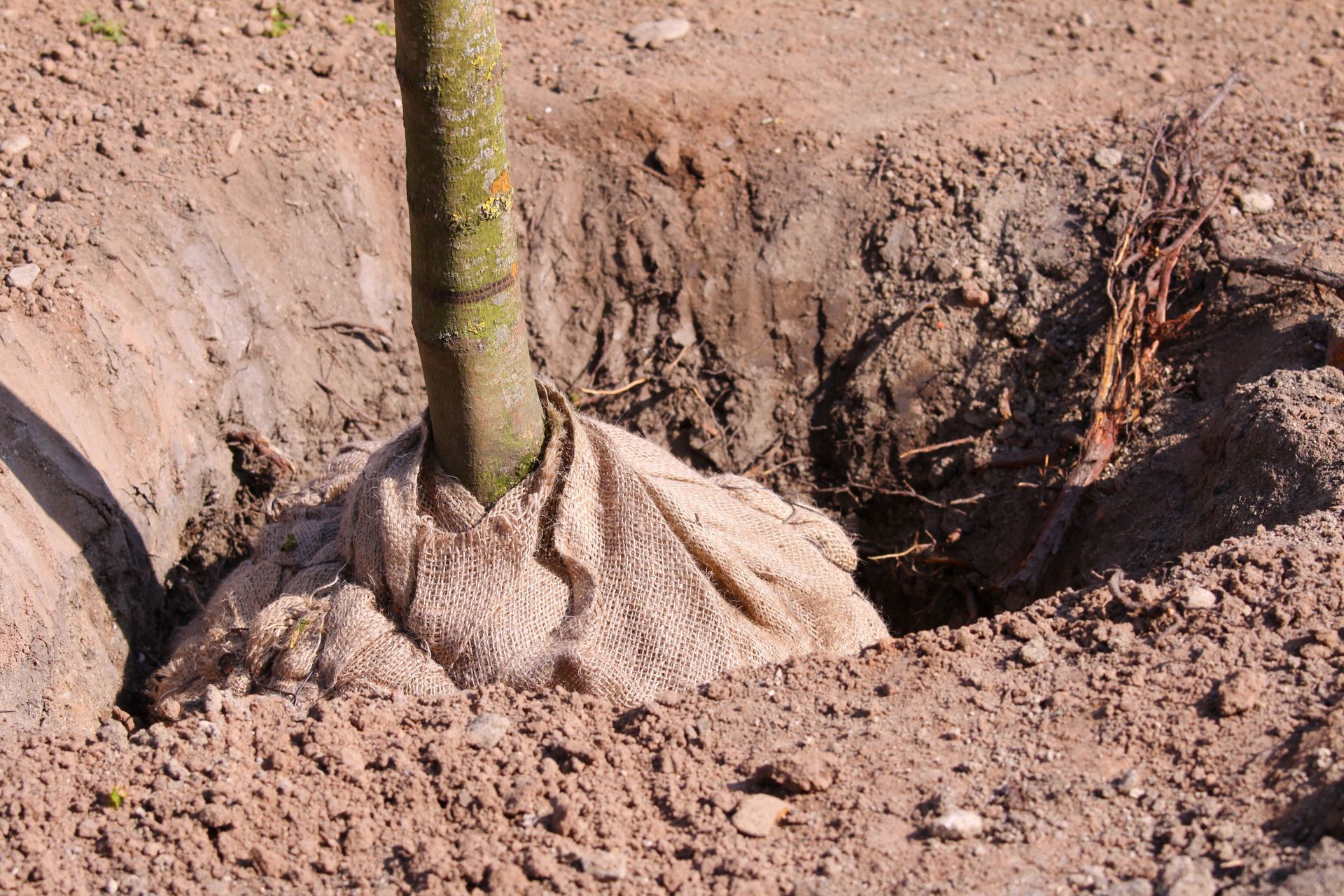 A sapling tree with a burlap-wrapped root ball sits in a freshly dug hole in the ground.