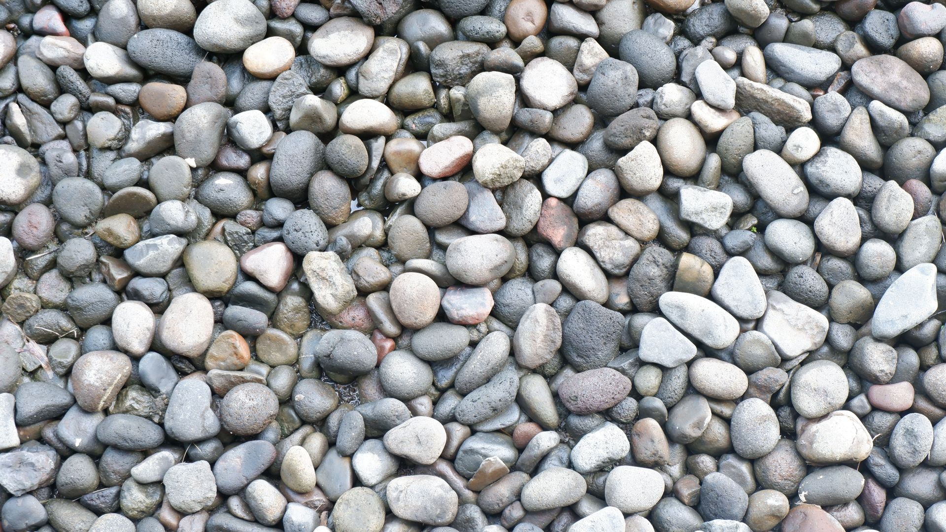 A close-up view of numerous smooth, rounded gray and tan river pebbles covering the ground.