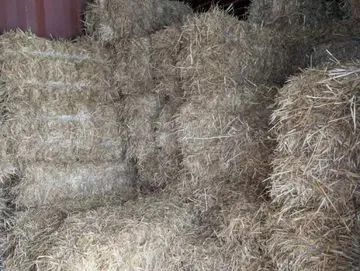 A stack of dry, brown, rectangular hay bales piled in an indoor setting.