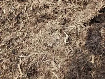 A close-up view of textured, fibrous animal manure mixed with bits of straw and bedding.