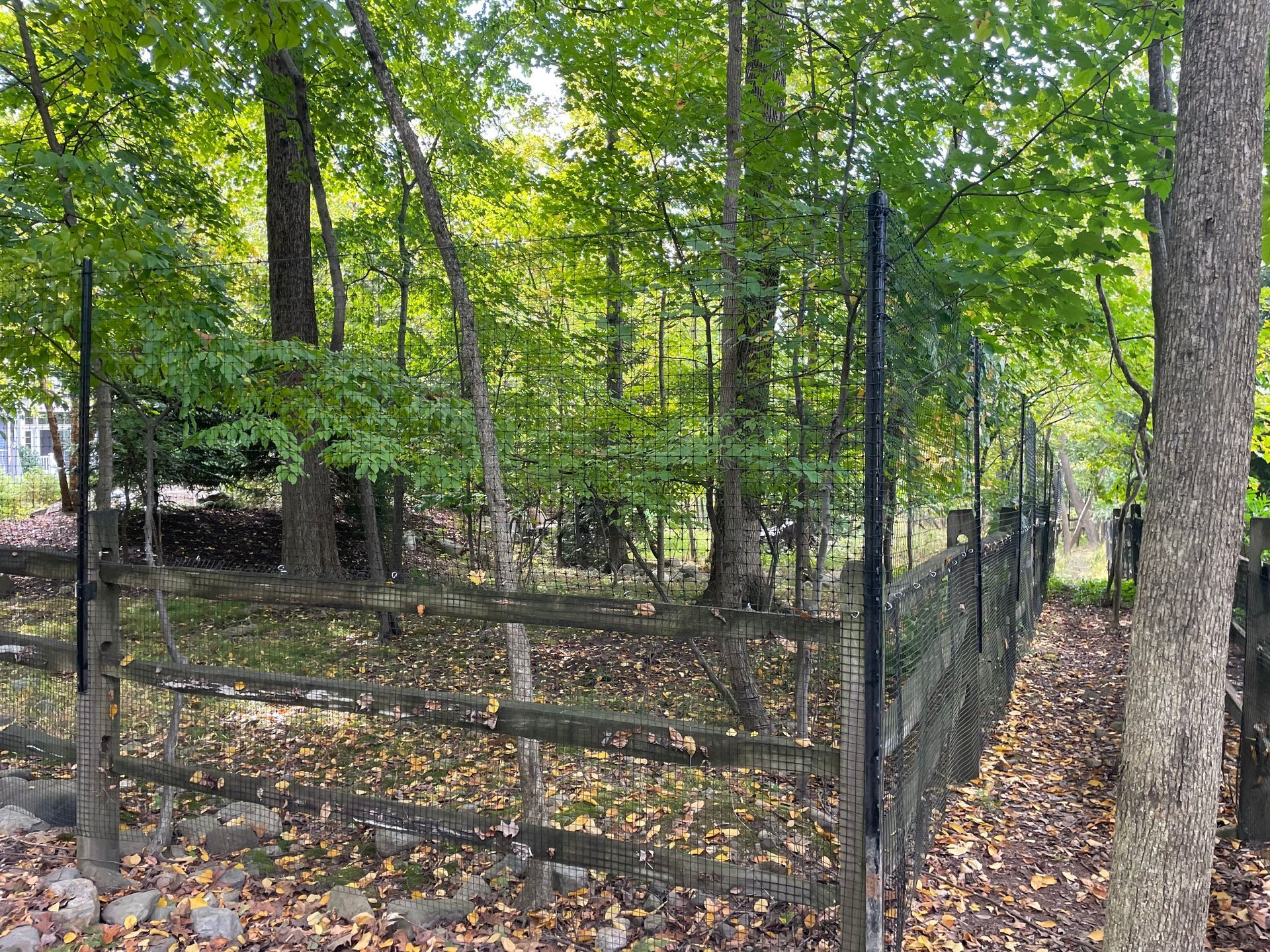 A wooden fence borders a yard in a wooded area with trees and fall foliage.