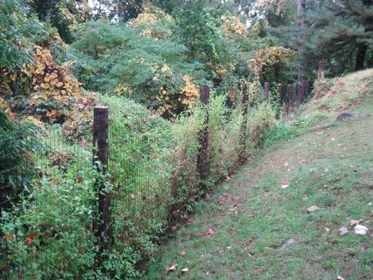 A wooden fence overgrown with green vegetation sits along a grassy hill.