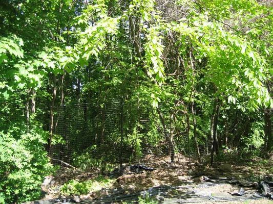 Lush green forest scene with sunlight filtering through leaves, rocky foreground.