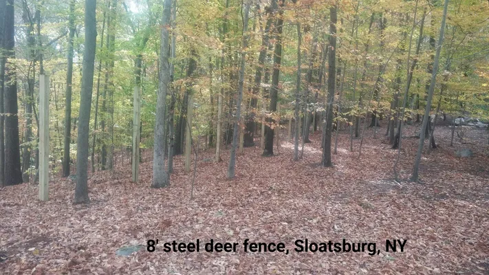 8' steel deer fence in Sloatsburg, NY; brown leaves cover the ground among trees with colorful fall foliage.