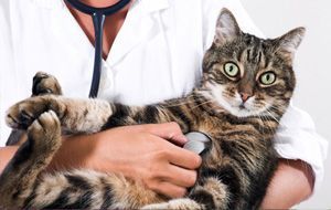 Cat check-up