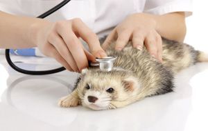 Polecat at the veterinary