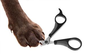 Dog claw clipping