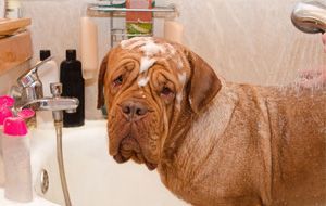 Dog being bathed