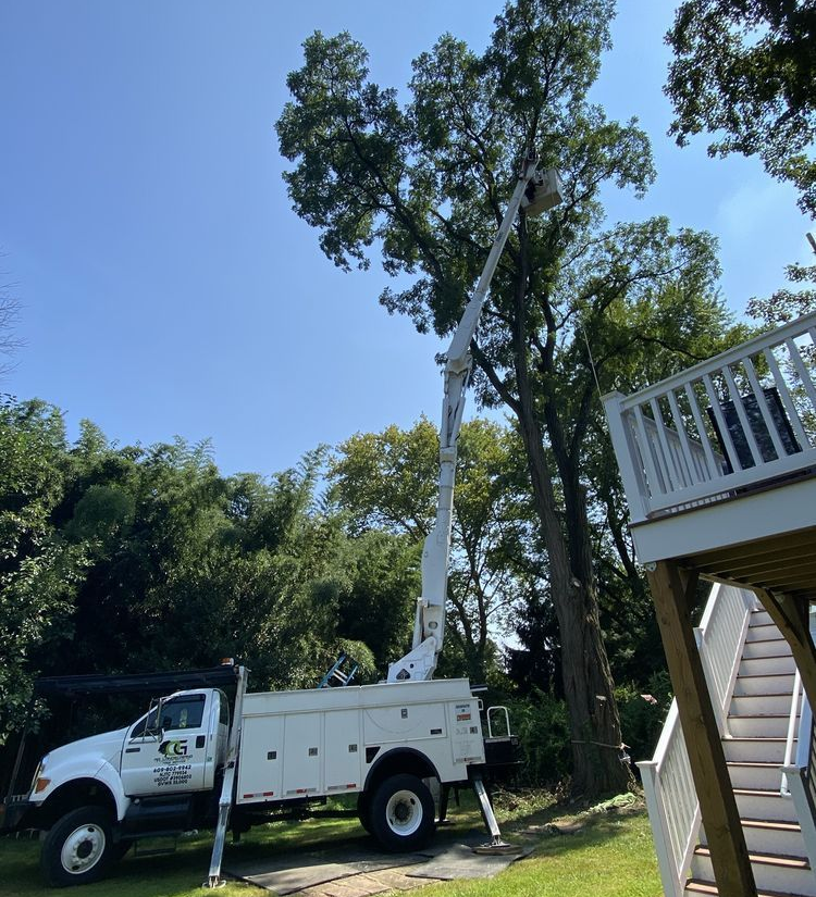 White utility truck with raised boom trimming tall trees beside a house under a clear blue sky