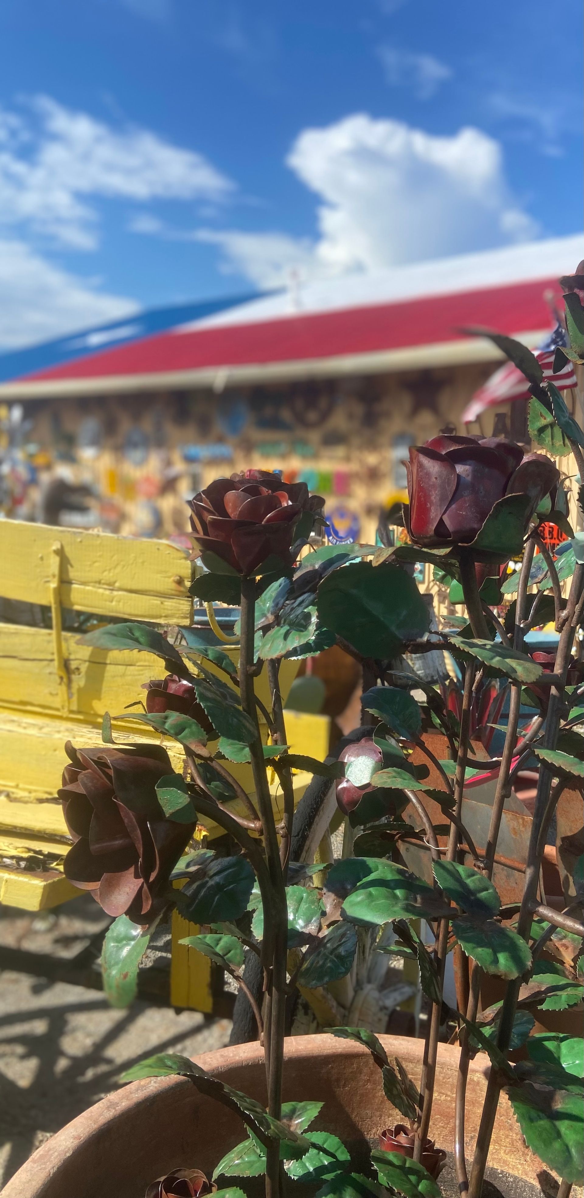 Dark red roses in a clay pot, with a blurred building and blue sky in the background.