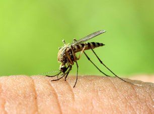 Mosquito Treatment