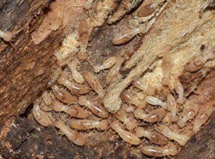 Termite Control