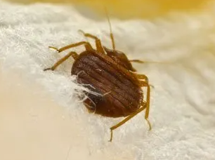 Bedbug Control