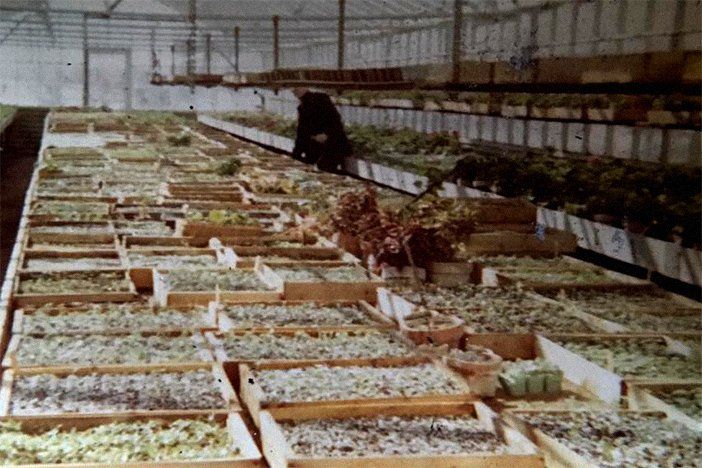 Old photo of growing plants