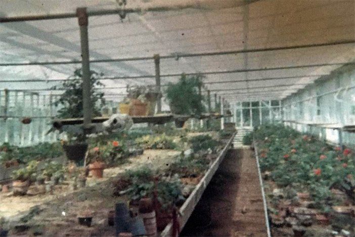 Old photo of plant nursery
