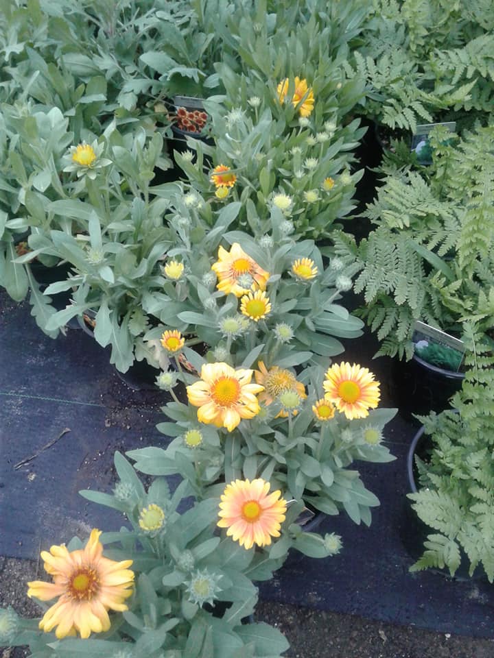 Yellow flowers