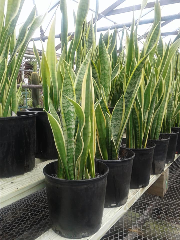 Snake plants