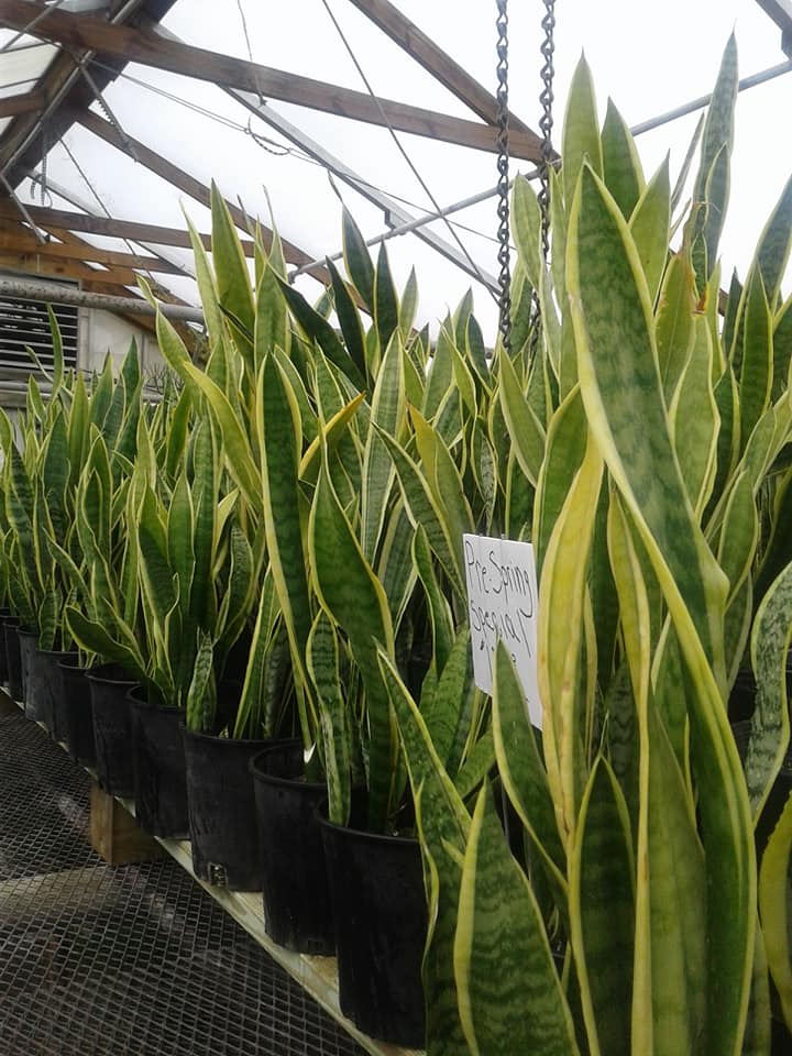 Snake plant