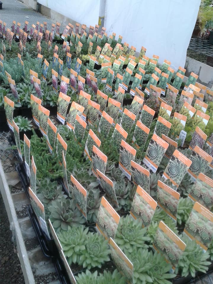 Different succulents