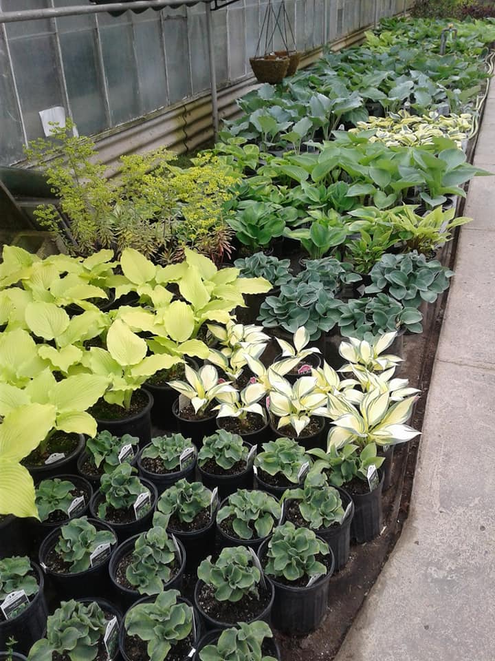 Plant nursery
