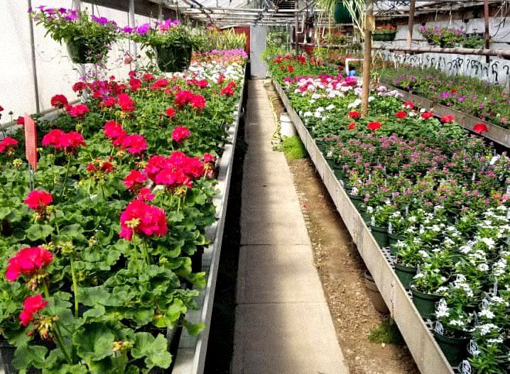 Flower nursery