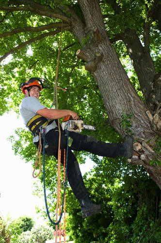 Tree Service