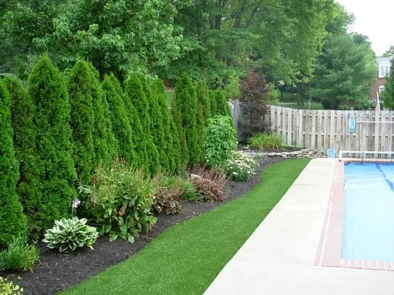 Green arborvitae hedge next to a pool with a bed of green grass and flowers.