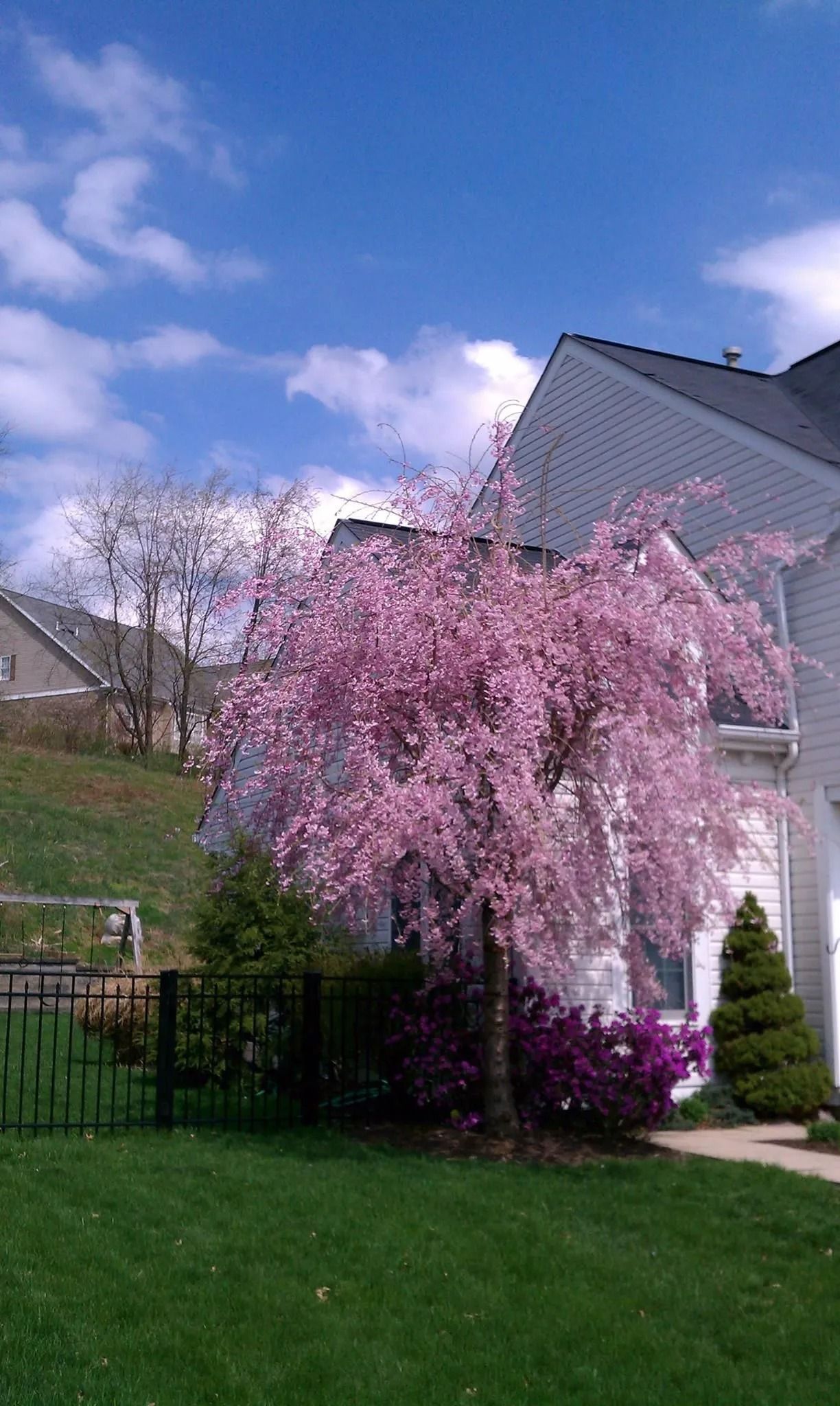 Pink flowering tree in front of a house on a sunny day. Green grass and blue sky.