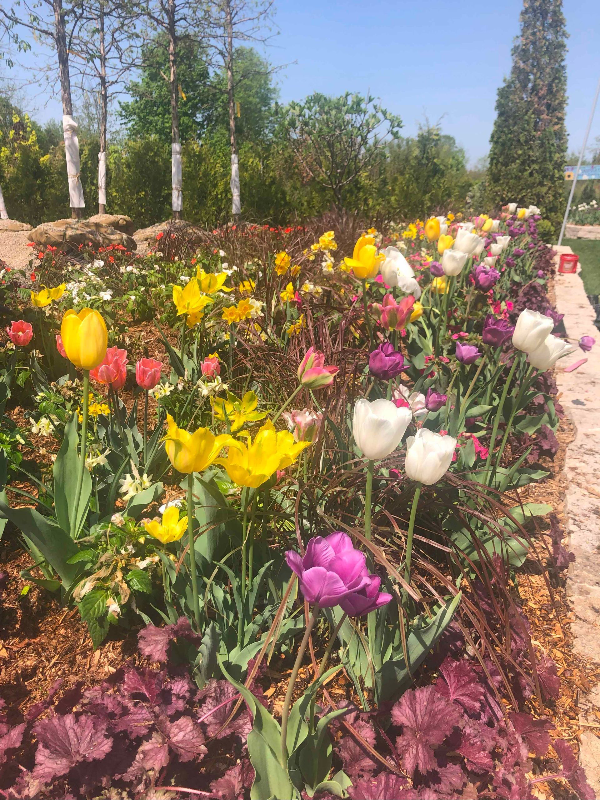 There are many different types of flowers in this garden.