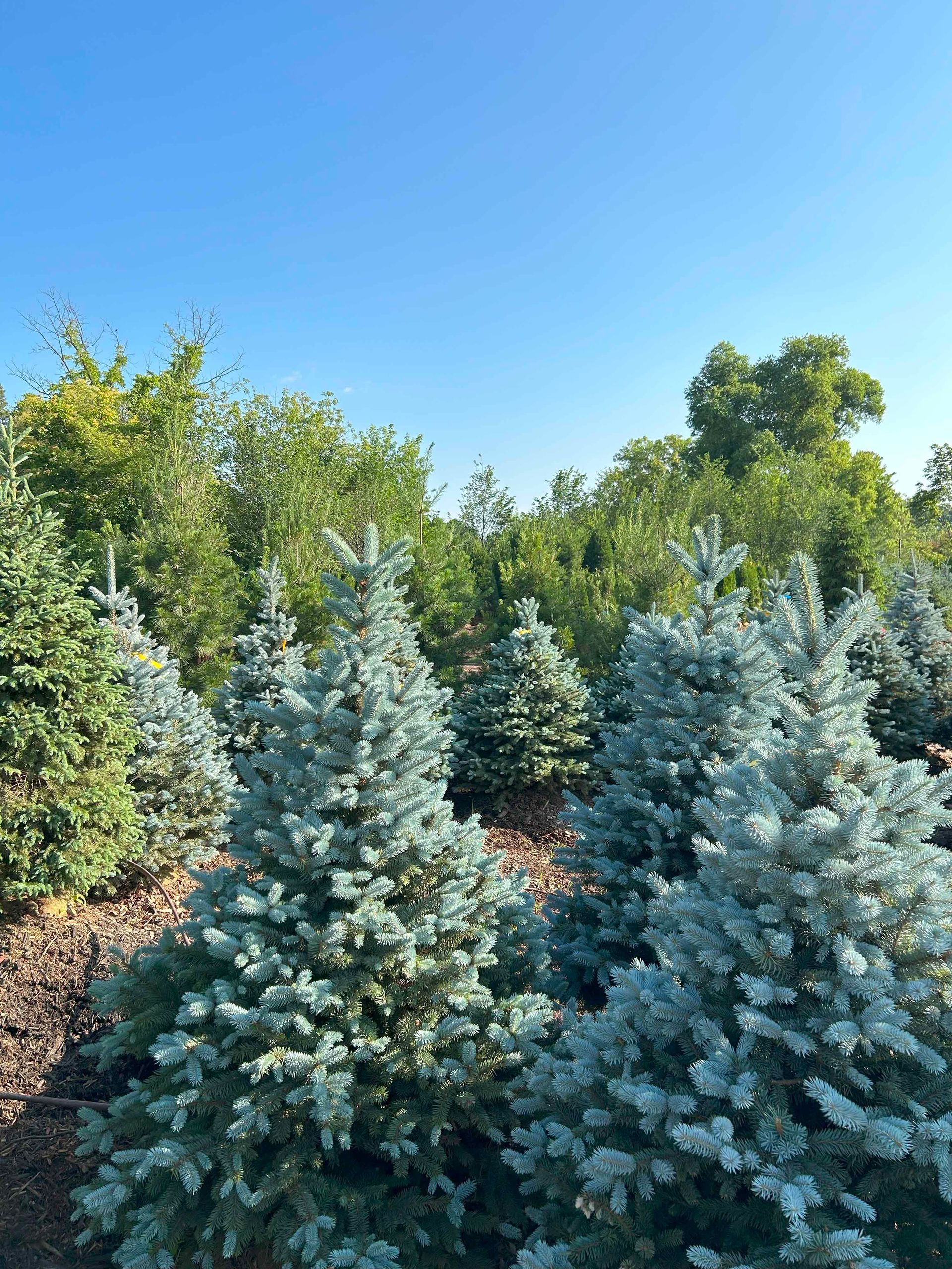 A row of christmas trees in a field with a blue sky in the background.
