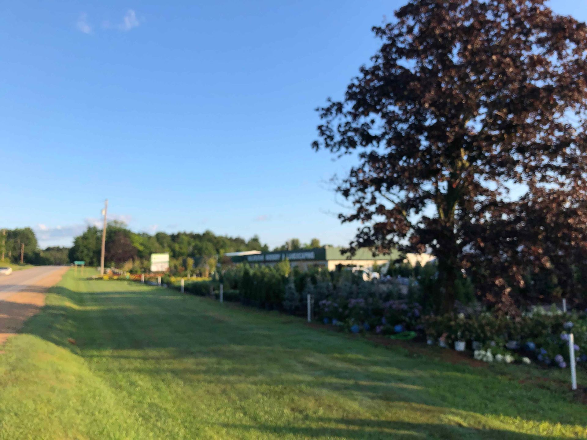 A lush green field with a tree in the foreground and a building in the background
