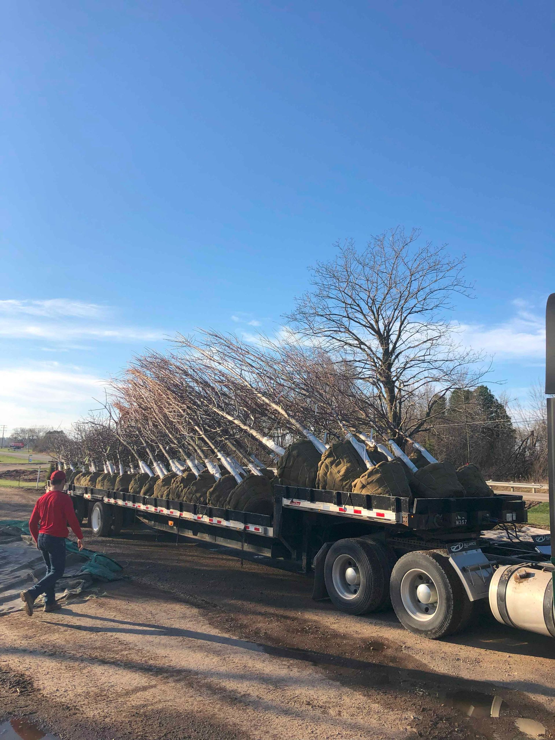 A man is standing next to a semi truck carrying trees.