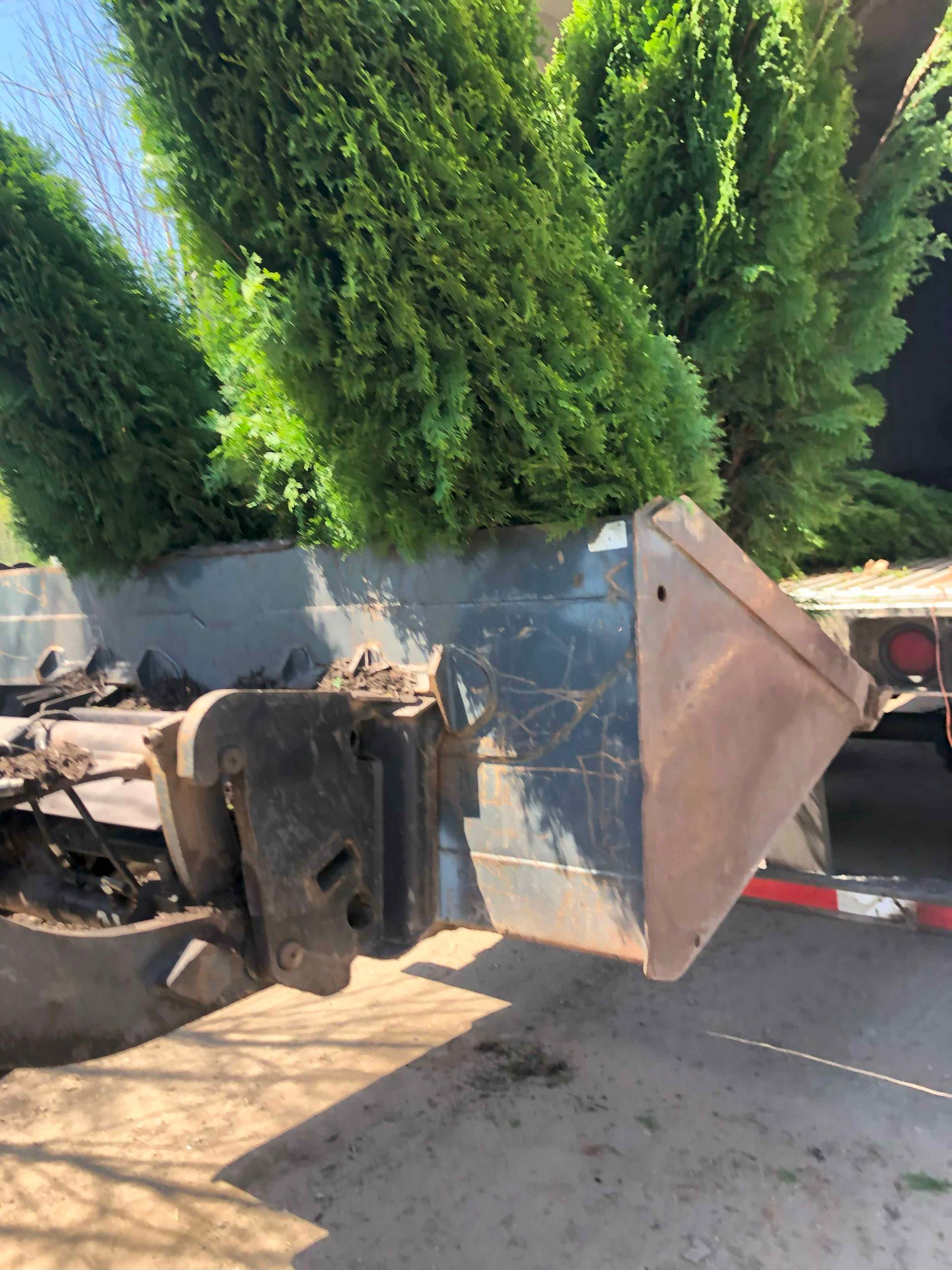 A large tree is sitting on the back of a truck.