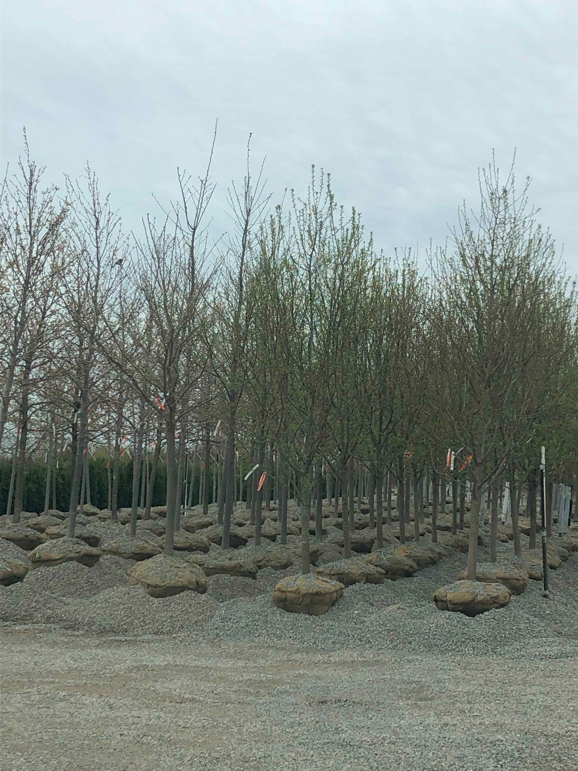 A row of trees in a gravel lot with a cloudy sky in the background.