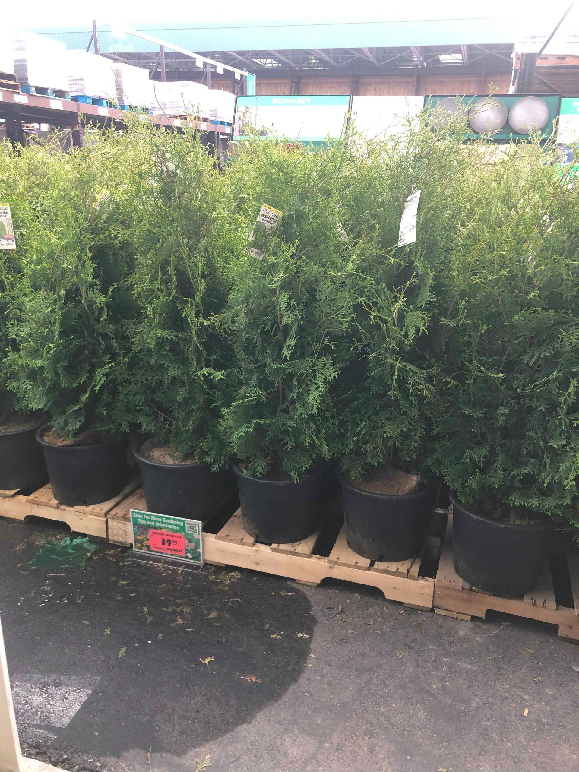 A bunch of potted plants are sitting on wooden pallets.
