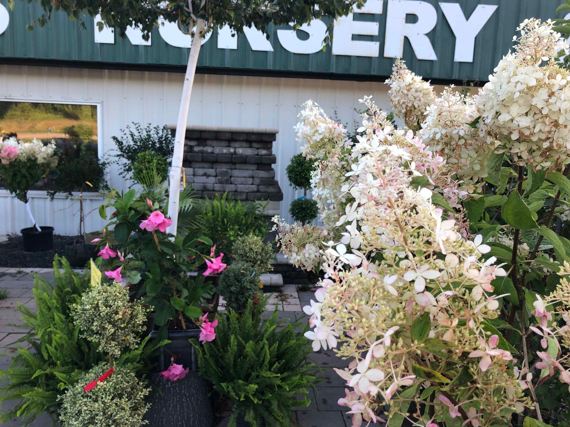 A garden with flowers and plants in front of a nursery.