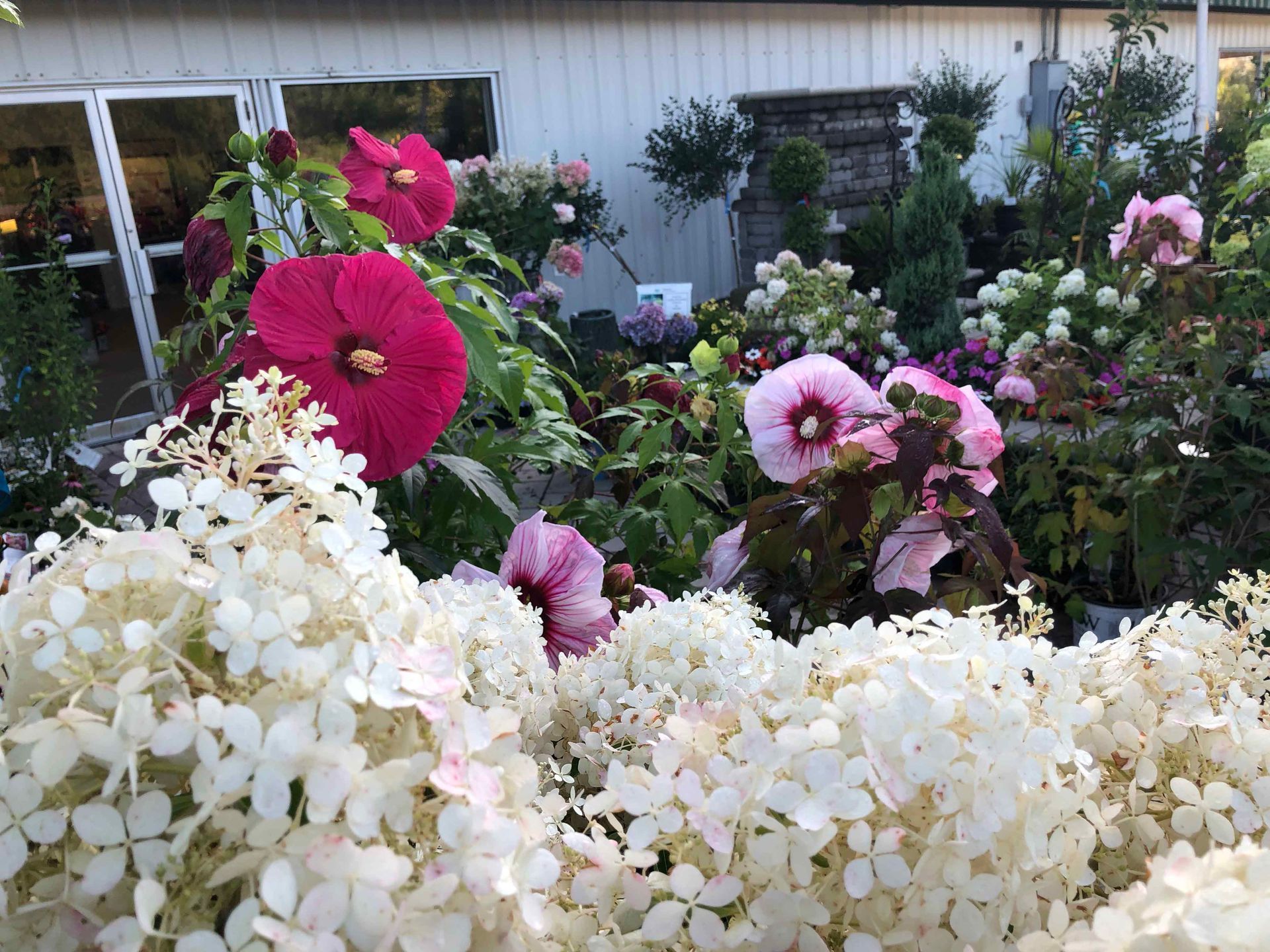 A bunch of flowers are growing in a garden in front of a building.